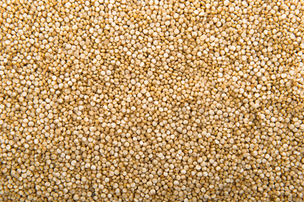 Sorghum Jowar Grains